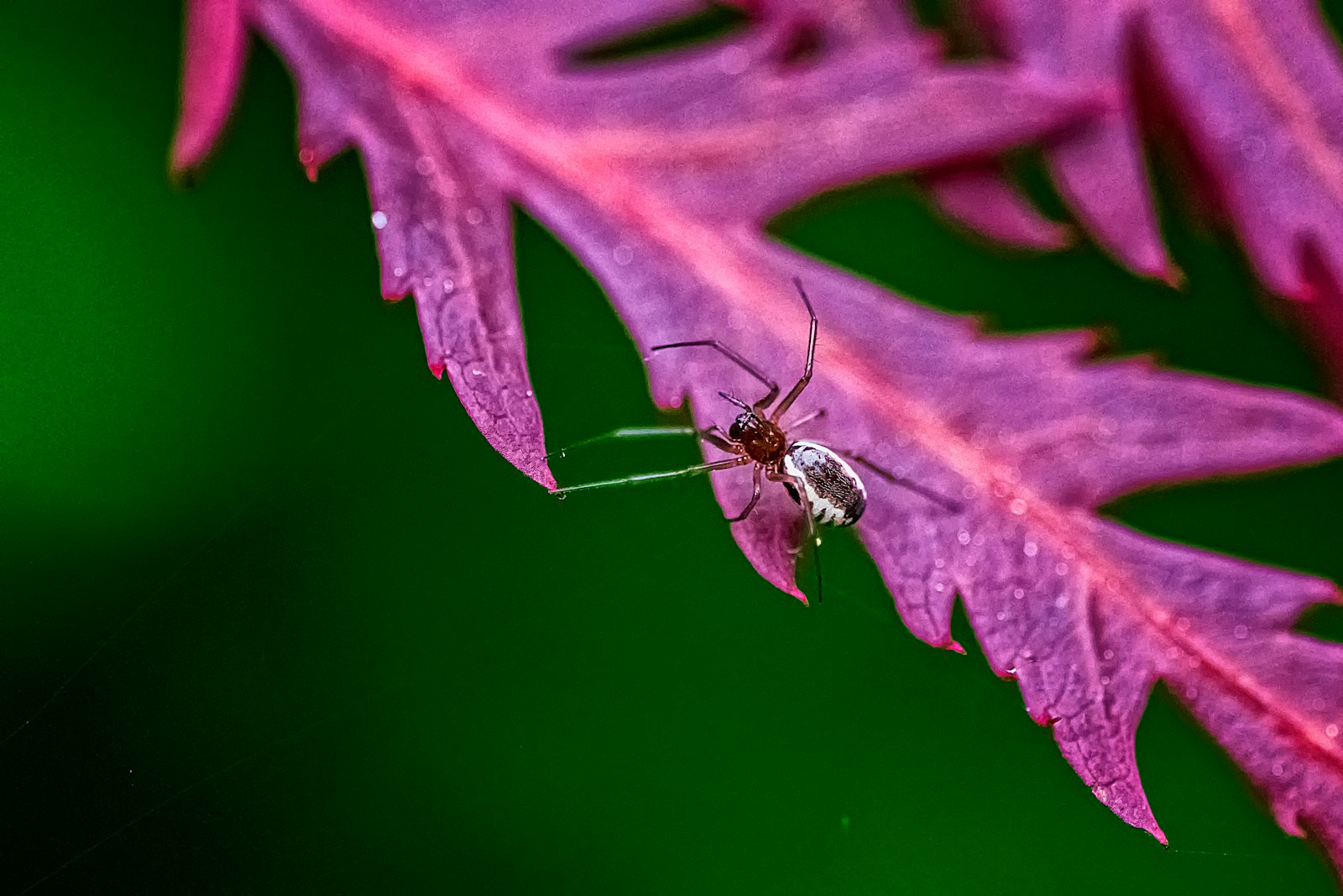 brown and black ant on pink leaf