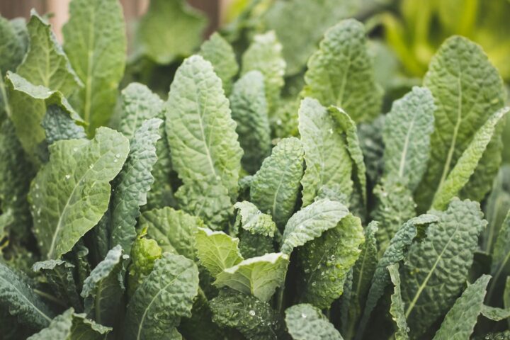 Plantes remeieres