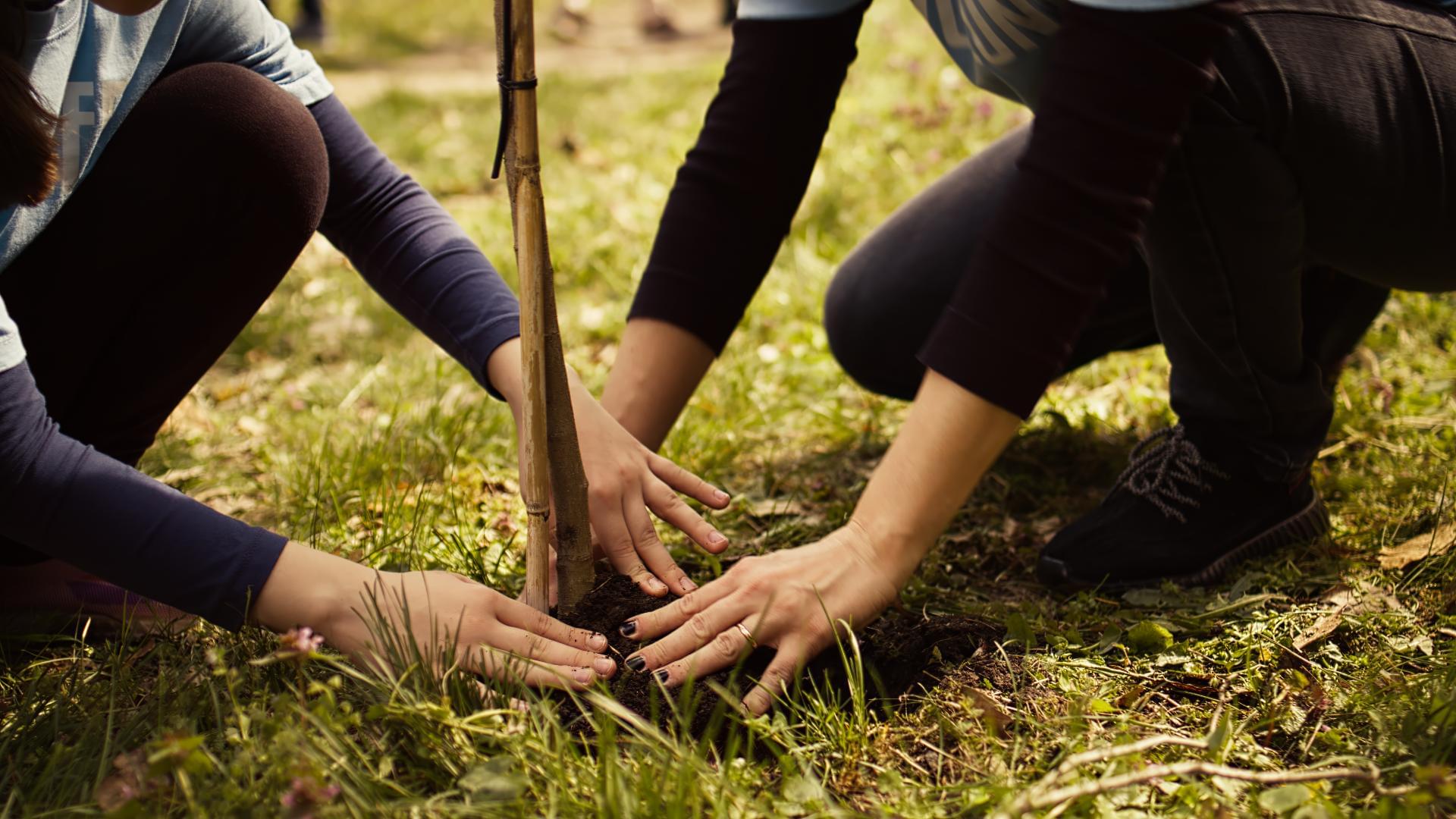 Persones plantant un arbre