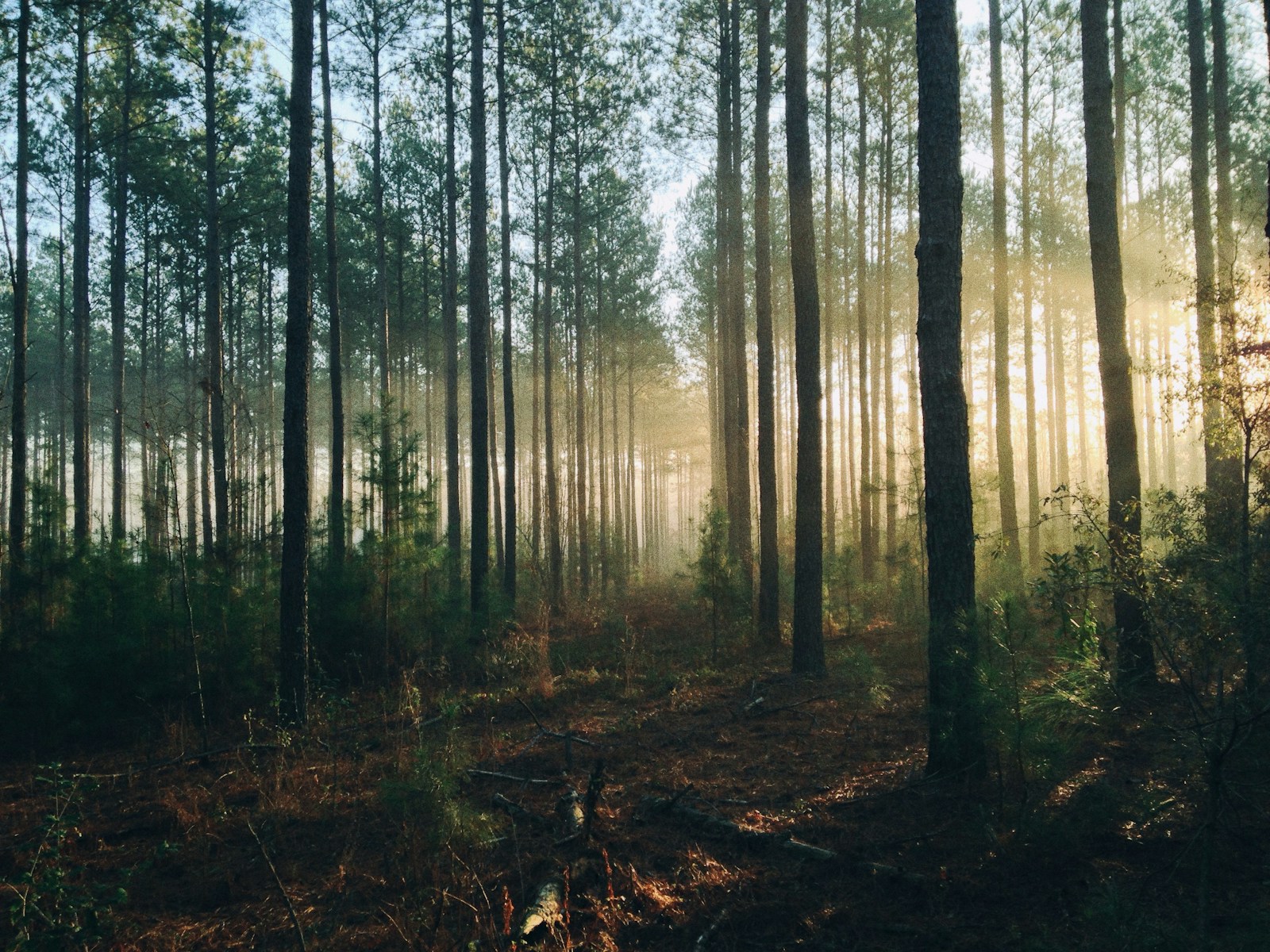 Bosc ple d'arbres