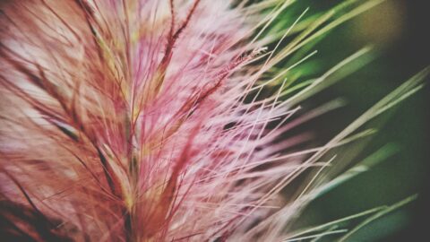 Patrons que trobem a la natura, a les flors, als organismes vius