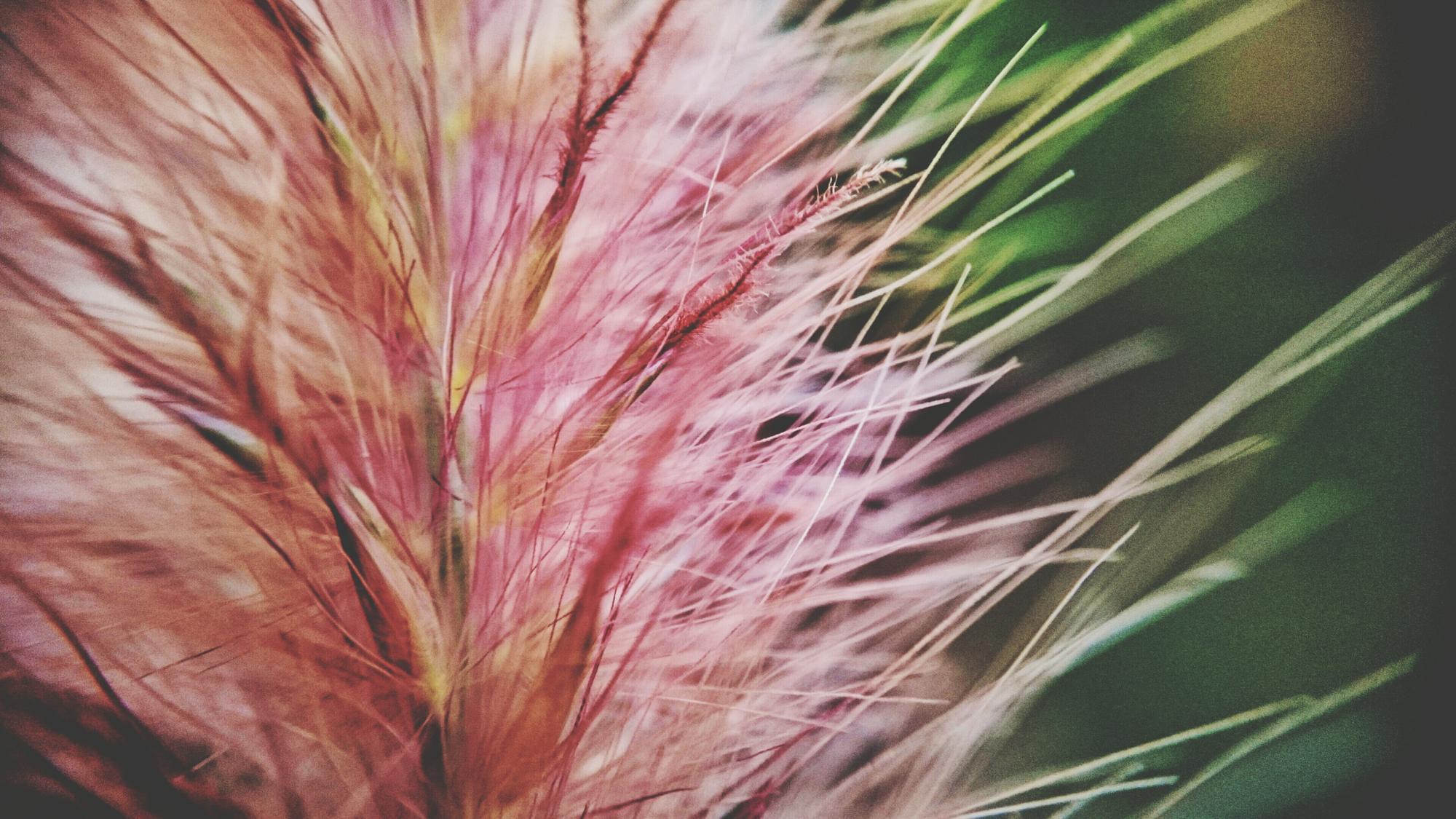 Patrons que trobem a la natura, a les flors, als organismes vius