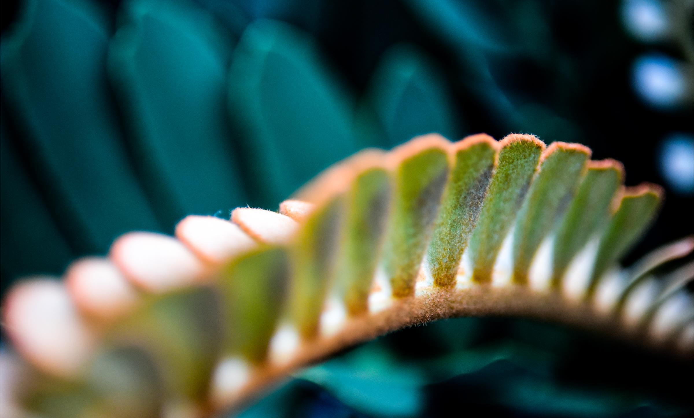 Sistemes biomimètics a la natura