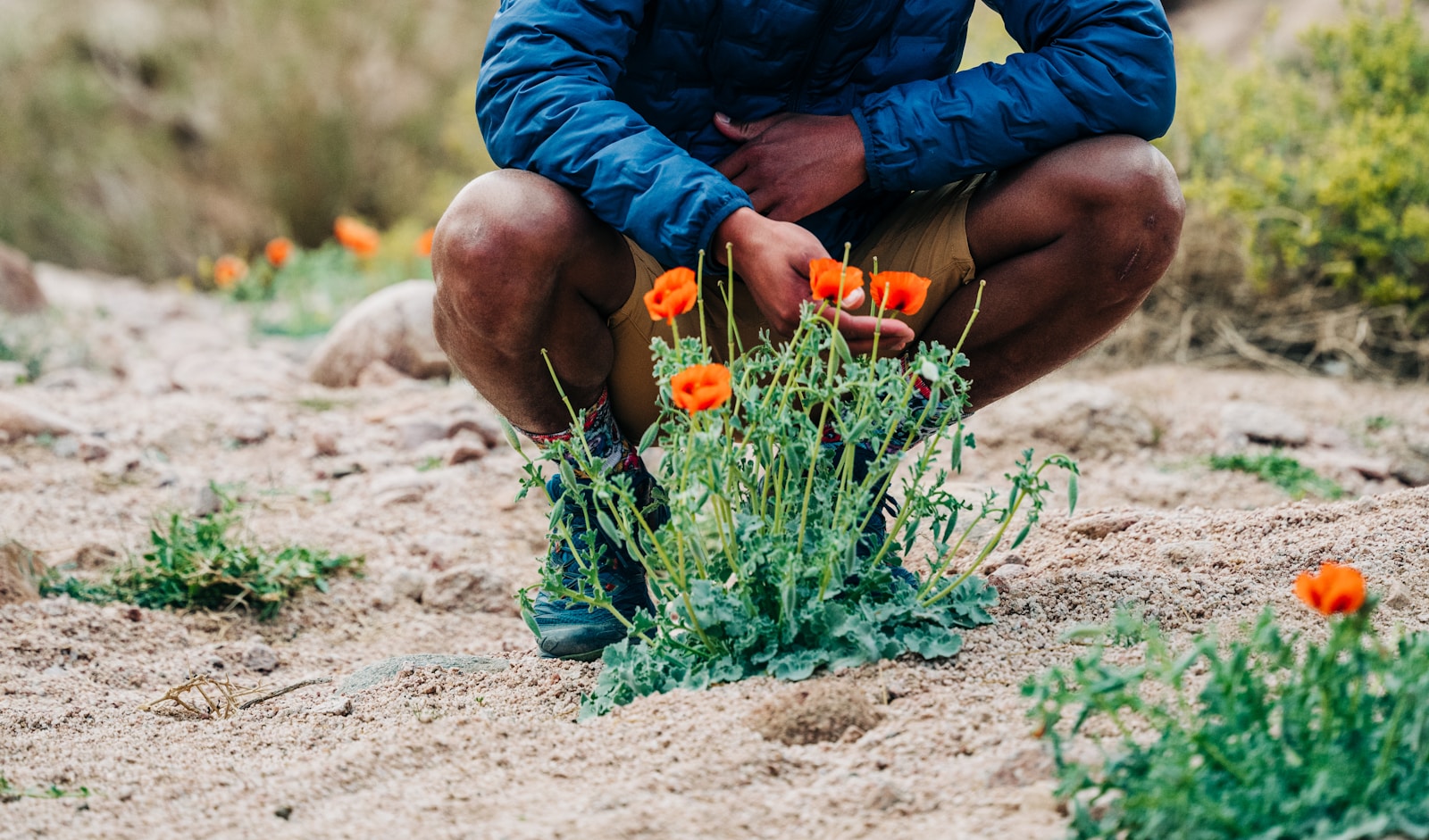 un home agenollat en un camp de flors de taronger