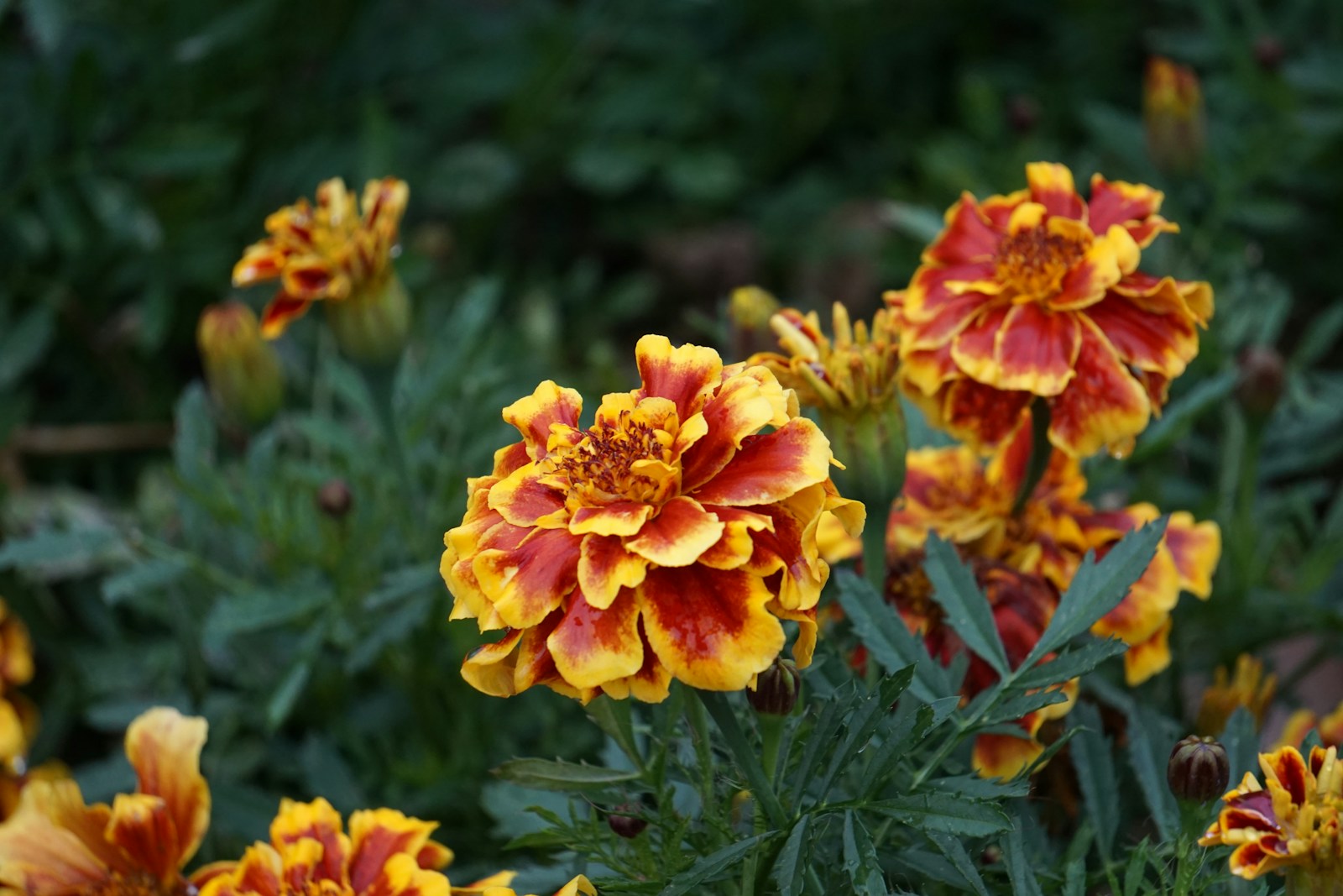 a group of flowers